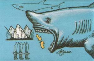 Акулы Акулы