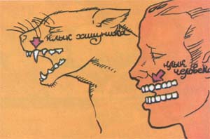 Клык хищника и клык человека Клык хищника и клык человека